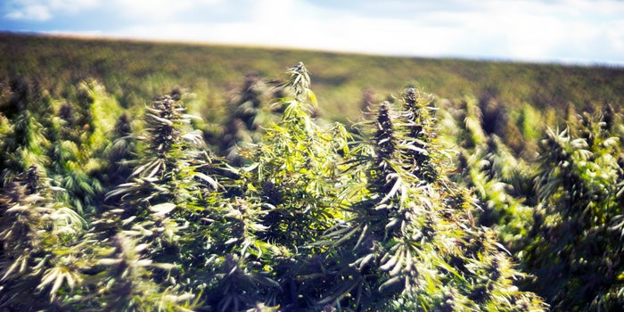 Marijuana Growers Look Back on a Year That Saw a Pandemic, Wildfires, Extreme Weather and More