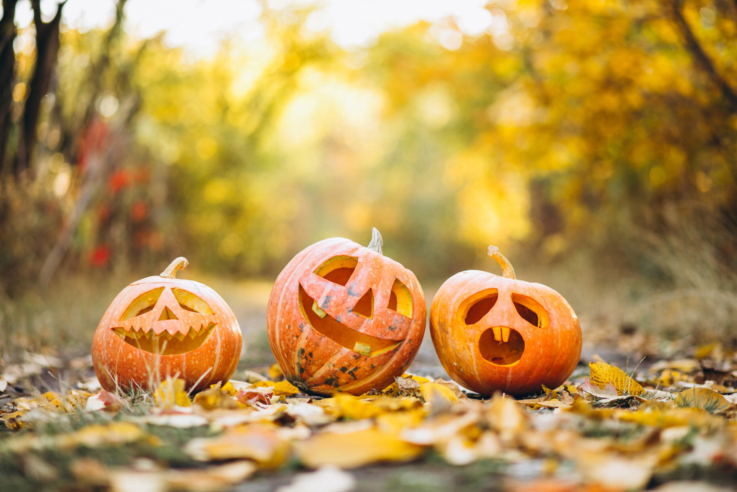 Sustainable Pumpkin Disposal Tips + Tricks for the ‘Spooky’ Holiday Season