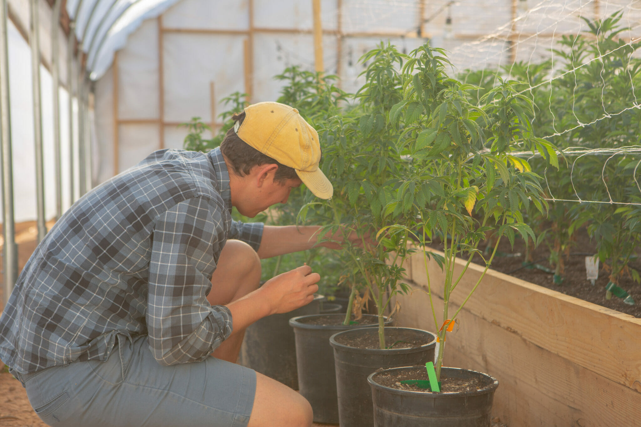 Growing Green: Cannabis Farmers Tackle Sustainability